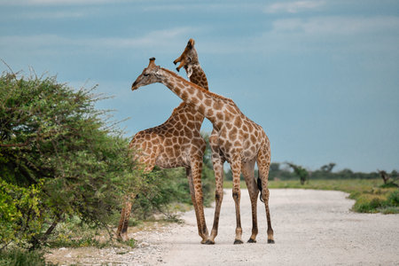 Two giraffes in the Moremi Game Reserve (Okavango River Delta), National Park, Botswanaの写真素材
