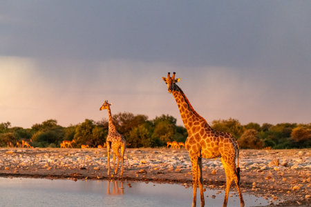 Two Giraffes drinking at a waterhole in Chobe National Park, Botswana, Africaの写真素材