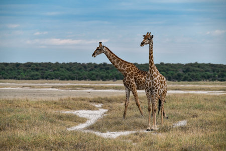 Two Giraffes in the Okavango Delta - Moremi National Park in Botswanaの写真素材