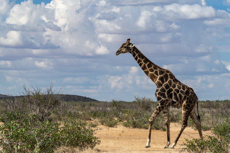 Giraffes in the Etosha National Park, Namibiaの写真素材