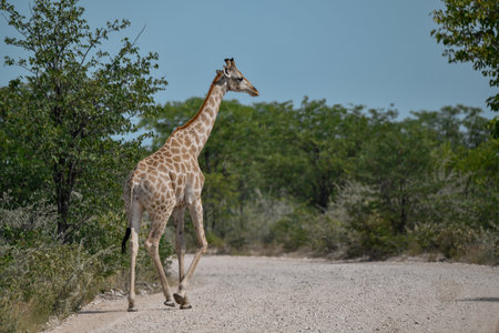 Giraffes in Kruger National Park, South Africa; Species Giraffa camelopardalis family of Giraffidaeの写真素材