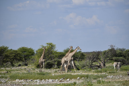 Giraffes in the Etosha National Park, Namibiaの写真素材