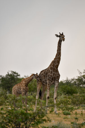 Giraffe mother and baby in Chobe National Park, Botswana, Africaの写真素材