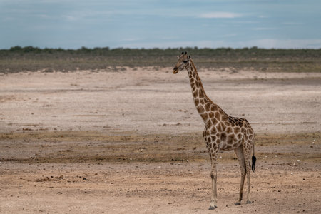 Giraffes in the Etosha National Park, Namibiaの写真素材