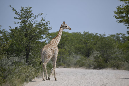 Giraffes in the Okavango Delta - Moremi National Park in Botswanaの写真素材