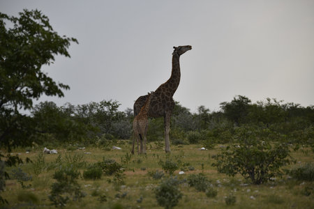 Giraffes in the Okavango Delta - Moremi National Park in Botswanaの写真素材