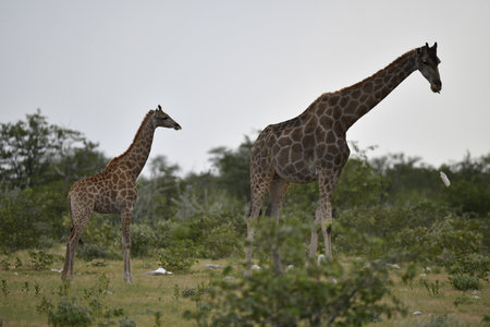 Giraffes in the Okavango Delta - Moremi National Park in Botswanaの写真素材