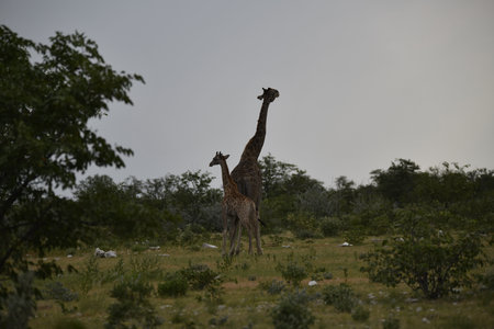 giraffes in the Okavango Delta - Moremi National Park in Botswanaの写真素材