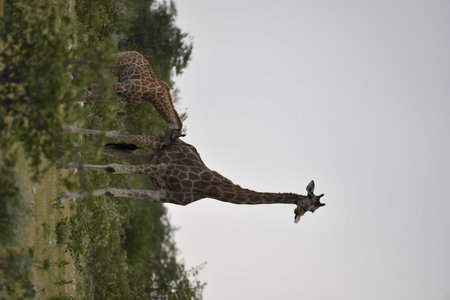 Giraffe, Giraffa camelopardalis, single mammal in water, South Africaの写真素材