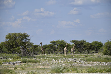 Giraffes in Etosha National Park, Namibiaの写真素材