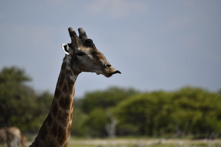Giraffes in Chobe National Park, Botswana, Africaの写真素材