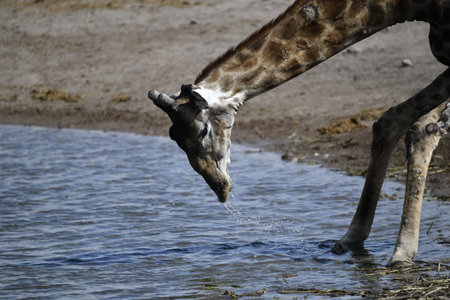 Giraffe drinking water from a pool in Etosha National Park, Namibiaの写真素材