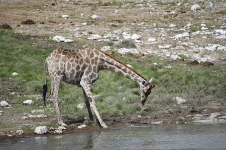 Giraffe drinking water in Etosha National Park, Namibiaの写真素材