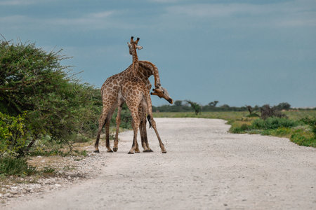 Two giraffes walking along a dirt road in the Chobe National Park, Botswana.の写真素材
