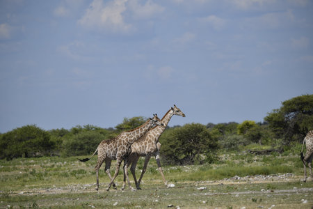 Giraffes in the Etosha National Park, Namibiaの写真素材