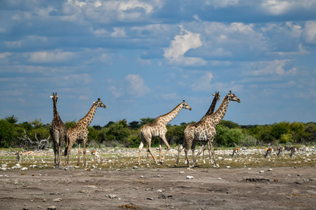 Giraffes in Etosha National Park, Namibiaの写真素材