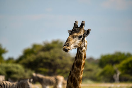 Giraffes at Okavango Delta - Moremi National Parkの写真素材