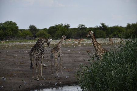Giraffes in the Okavango Delta - Moremi National Park in Botswanaの写真素材