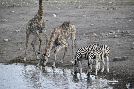 Giraffe and zebra drinking at a waterhole in Etosha National Park, Namibiaの写真素材