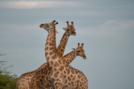 Giraffes in the Okavango Delta - Moremi National Park in Botswanaの写真素材