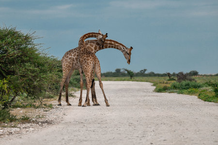 Giraffes in the Chobe National Park, Botswana, Africaの写真素材