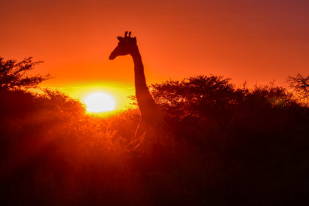 Silhouette of Giraffe at sunset in South Africaの写真素材