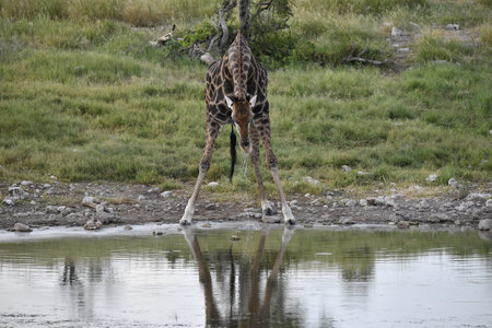 Giraffe drinking at a waterholeの写真素材