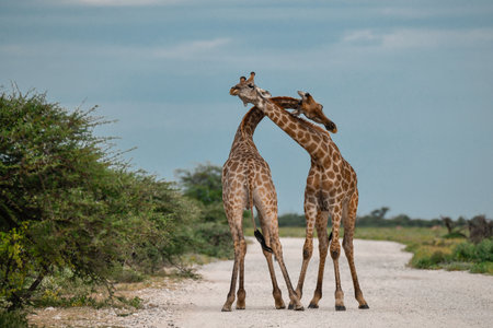 Two giraffes on the road in Chobe National Park, Botswana, Africaの写真素材