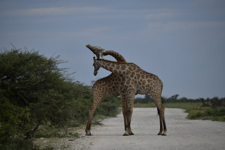 Giraffes in the Okavango Delta - Moremi National Park in Botswanaの写真素材