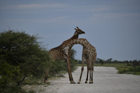 Giraffes in the Okavango Delta - Moremi National Park in Botswanaの写真素材