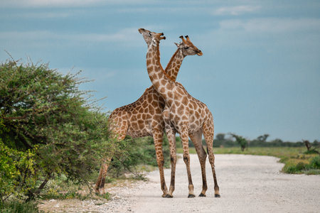 Two giraffes standing on the road in Chobe National Park, Botswana, Africaの写真素材