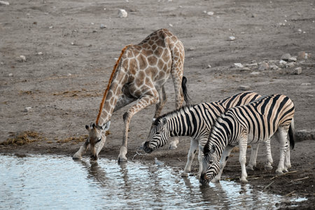 Three zebras and a giraffe drinking at a waterholeの写真素材