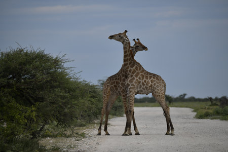 Giraffes in Africaの写真素材