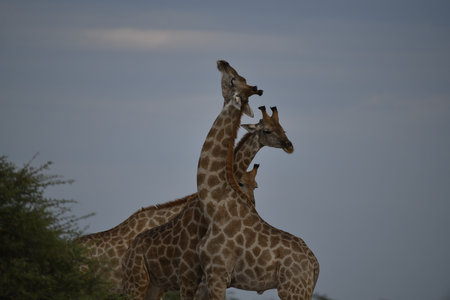 Giraffes - Chobe National Park, Botswana, Africaの写真素材