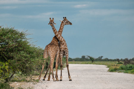 Two giraffes standing on the road in Chobe National Park, Botswanaの写真素材