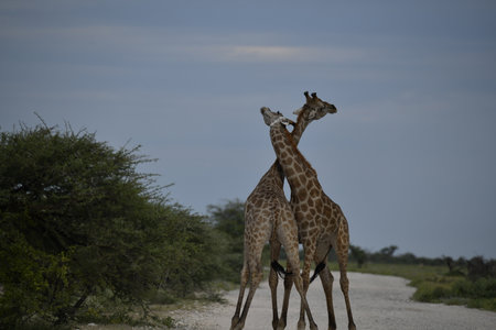 Giraffes in the Okavango Delta - Moremi National Park in Botswanaの写真素材
