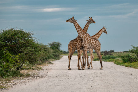 Three giraffes standing on the road in a national park.の写真素材