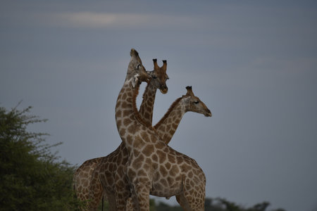 Two Giraffes in Serengeti National Park, Tanzaniaの写真素材