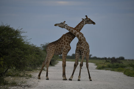 Two Giraffes in the Kruger National Park, South Africaの写真素材