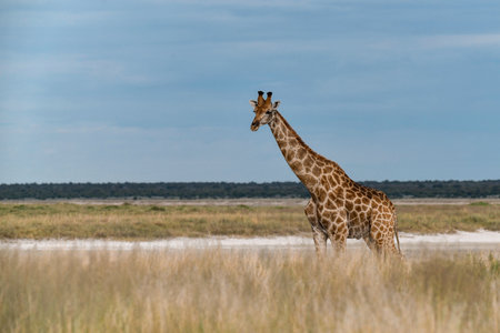 Giraffes in the Okavango Delta - Moremi National Park in Botswanaの写真素材