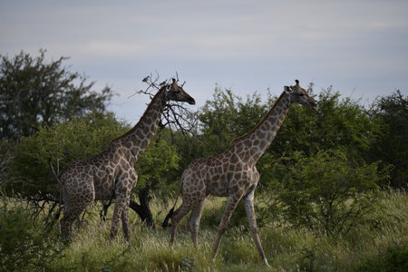 Giraffes in Kruger National Park, South Africa; Species Giraffa camelopardalis family of Giraffidaeの写真素材