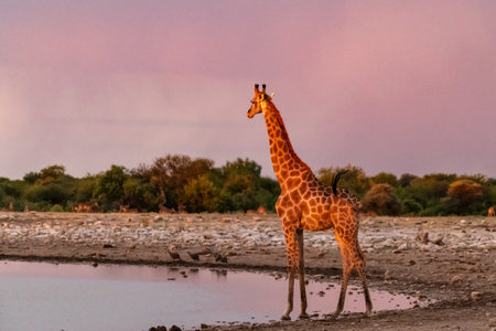 Giraffe at a waterhole in Etosha National Park, Namibiaの写真素材