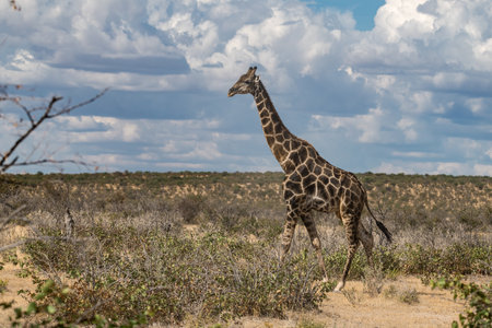 Giraffes in the Okavango Delta - Moremi National Park in Botswanaの写真素材
