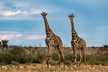 Two Giraffes (Giraffa camelopardalis) standing in savannah, South Africaの写真素材