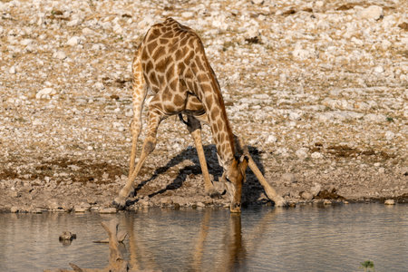 Giraffe drinking at a waterhole in Etosha National Park, Namibiaの写真素材