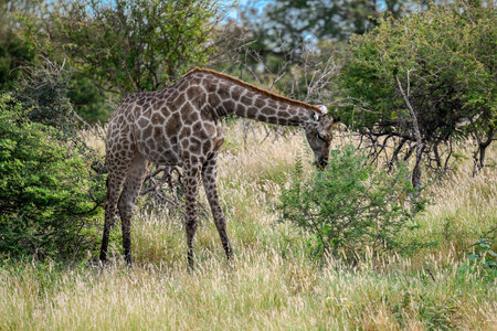 Giraffes in the Moremi Game Reserve (Okavango River Delta), National Park, Botswanaの写真素材