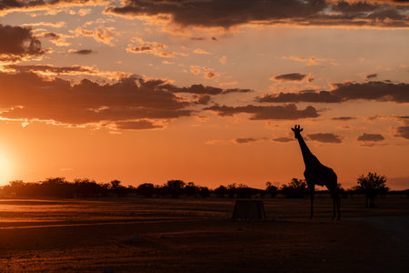 Silhouette of giraffes at sunset in Chobe National Park, Botswana, Africaの写真素材