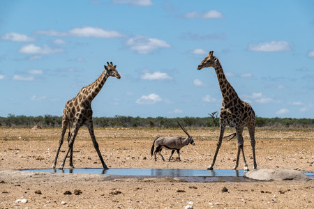 Two giraffes drinking at a waterhole in Etosha National Park, Namibiaの写真素材