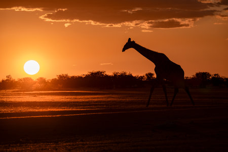 Silhouette of Giraffe at sunset in the African savannahの写真素材