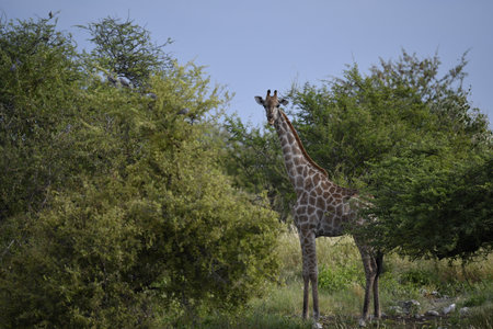 Giraffes in Chobe National Park, Botswana, Africaの写真素材